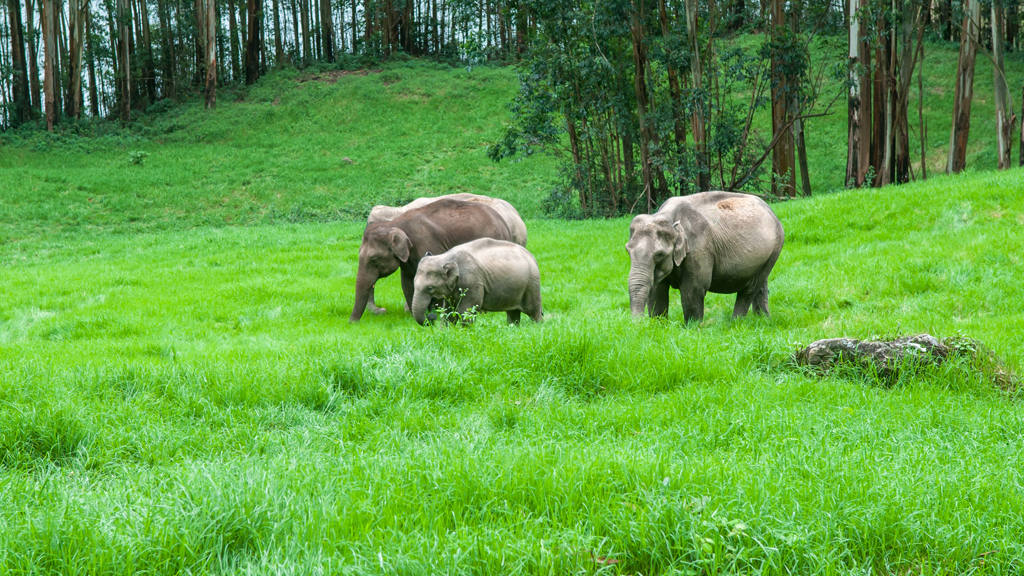 Periyar Tiger Reserve, Thekkady